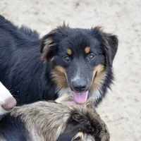 Bugs #1, a male Miniature Australian Shepherd for sale in Dunnellon, FL – Photo 2 of 10
