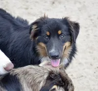 Bugs #1, a male Miniature Australian Shepherd for sale in Dunnellon, FL – Photo 2 of 10