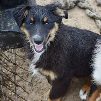 Bugs #1, a male Miniature Australian Shepherd for sale in Dunnellon, FL – Photo 9 of 10