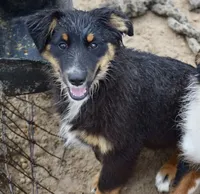 Bugs #1, a male Miniature Australian Shepherd for sale in Dunnellon, FL – Photo 9 of 10