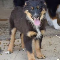 Bugs #1, a male Miniature Australian Shepherd for sale in Dunnellon, FL – Photo 4 of 10