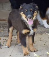 Bugs #1, a male Miniature Australian Shepherd for sale in Dunnellon, FL – Photo 4 of 10
