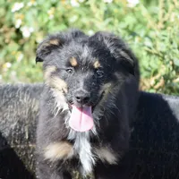 Bugs #1, a male Miniature Australian Shepherd for sale in Dunnellon, FL – Photo 5 of 10