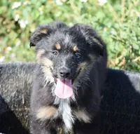 Bugs #1, a male Miniature Australian Shepherd for sale in Dunnellon, FL – Photo 5 of 10
