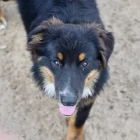 Bugs #1, a male Miniature Australian Shepherd for sale in Dunnellon, FL – Photo 10 of 10