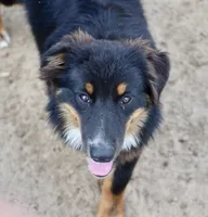 Bugs #1, a male Miniature Australian Shepherd for sale in Dunnellon, FL – Photo 10 of 10