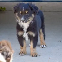 Bugs #1, a male Miniature Australian Shepherd for sale in Dunnellon, FL – Photo 6 of 10