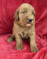 processed/11426e4a-1039-4529-87ed-ed52231681e2/listing/54e794fa-ea94-493e-9c54-a87d45d6c8d1/12f5959d-380a-4828-9bc0-3698236a21ab