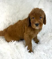 processed/11426e4a-1039-4529-87ed-ed52231681e2/listing/54e794fa-ea94-493e-9c54-a87d45d6c8d1/b90c3db8-1653-4c08-b2d4-3c4be97f0640