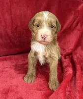 processed/11426e4a-1039-4529-87ed-ed52231681e2/listing/a7d562ac-9c63-4358-b18a-b88e699c2967/cf81b11e-bdda-4f5e-82eb-30a3b0ea1070