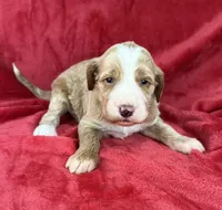 processed/11426e4a-1039-4529-87ed-ed52231681e2/listing/a8364685-9ca0-4318-a6c0-50f31f6710a8/4c938dda-95d7-44d2-bb5c-4da111ca7b1c