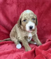 processed/11426e4a-1039-4529-87ed-ed52231681e2/listing/ed004d64-a898-44a0-8bc4-731e45a89bd4/1f233ade-2b16-4da9-bc8d-cfcf383aa452