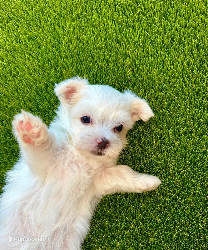 Maltese – Maltese puppy for sale in Fort Lauderdale, FL