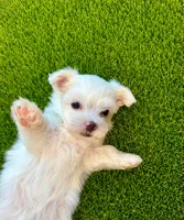 Maltese, a female Maltese for sale in Fort Lauderdale, FL – 1 of 4