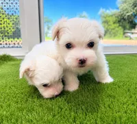 Maltese, a female Maltese for sale in Fort Lauderdale, FL – 4 of 4