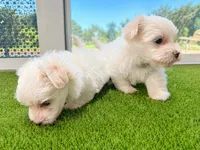 Maltese, a female Maltese for sale in Fort Lauderdale, FL – 2 of 4