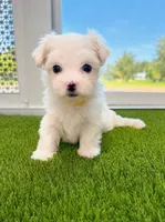 Maltese, a female Maltese for sale in Fort Lauderdale, FL – 3 of 4