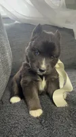 Aurora , a female Siberian Husky for sale in Mocksville, NC – 4 of 6