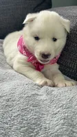 Trixie, a female Siberian Husky for sale in Mocksville, NC – 2 of 7