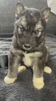 Denali, a male Siberian Husky for sale in Mocksville, NC – 2 of 7