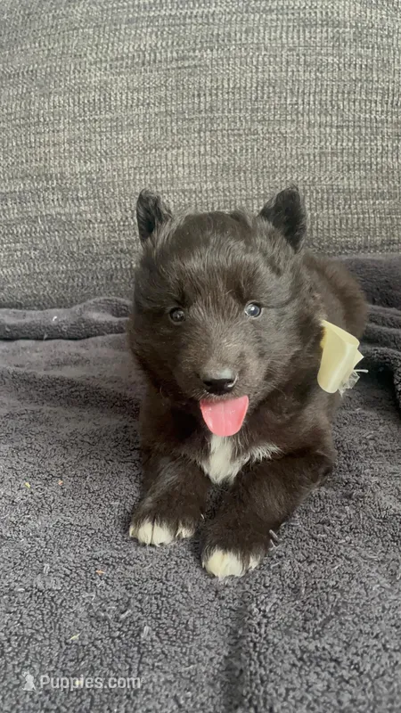 Wolf  – Siberian Husky puppy for sale in Mocksville, NC