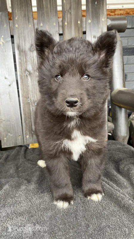 Brutus – Siberian Husky puppy for sale in Mocksville, NC