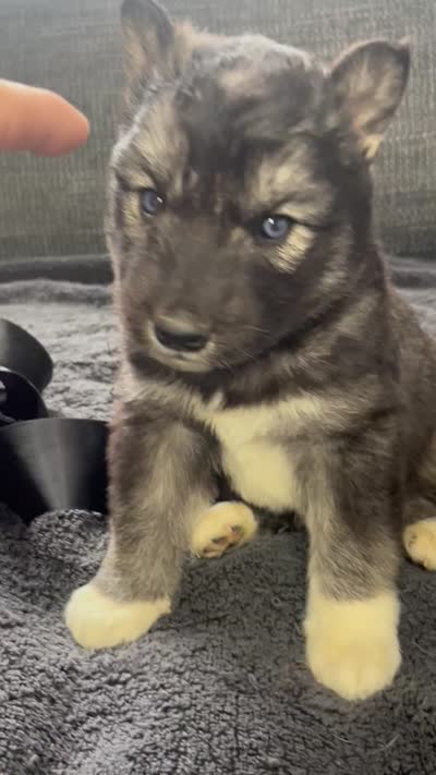 Denali, a male Siberian Husky for sale in Mocksville, NC – 6 of 7