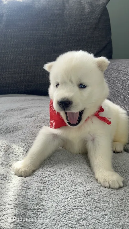Coke Bear  – Siberian Husky puppy for sale in Mocksville, NC