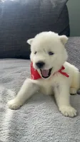 Coke Bear , a male Siberian Husky for sale in Mocksville, NC – 1 of 6