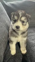Balto , a male Siberian Husky for sale in Mocksville, NC – 3 of 4