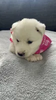 Trixie, a female Siberian Husky for sale in Mocksville, NC – 3 of 7
