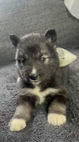 Kiva, a female Siberian Husky for sale in Mocksville, NC – 2 of 7