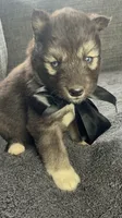 Aspen , a male Siberian Husky for sale in Mocksville, NC – 5 of 6