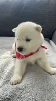 Coke Bear , a male Siberian Husky for sale in Mocksville, NC – 2 of 6