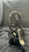 Denali, a male Siberian Husky for sale in Mocksville, NC – 3 of 7