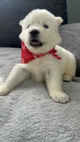 Coke Bear , a male Siberian Husky for sale in Mocksville, NC – 5 of 6