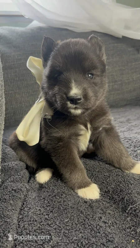 Aurora  – Siberian Husky puppy for sale in Mocksville, NC