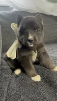 Aurora , a female Siberian Husky for sale in Mocksville, NC – 1 of 6