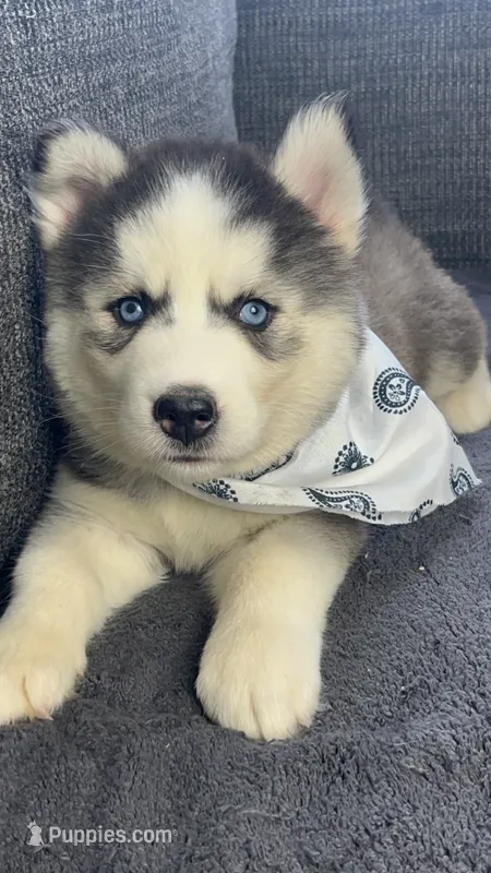 Teela – Siberian Husky puppy for sale in Mocksville, NC