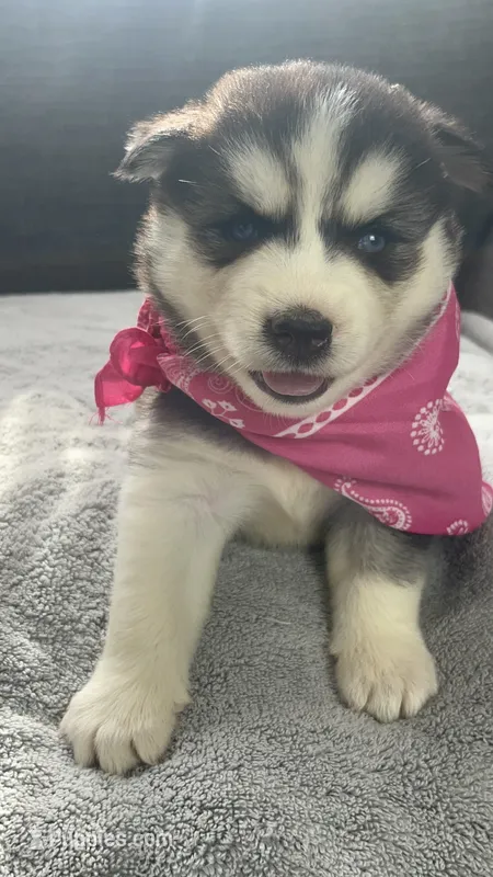 Luna  – Siberian Husky puppy for sale in Mocksville, NC