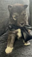 Aspen , a male Siberian Husky for sale in Mocksville, NC – 2 of 6