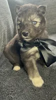 Aspen , a male Siberian Husky for sale in Mocksville, NC – 3 of 6