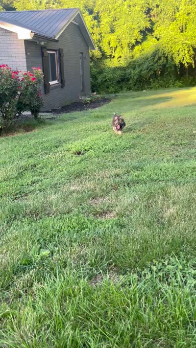 Bandit , a male Siberian Husky for sale in Mocksville, NC – 5 of 5