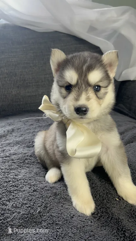 Misty – Siberian Husky puppy on hold in Mocksville, NC