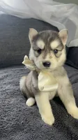 Misty, a female Siberian Husky for sale in Mocksville, NC – 1 of 3