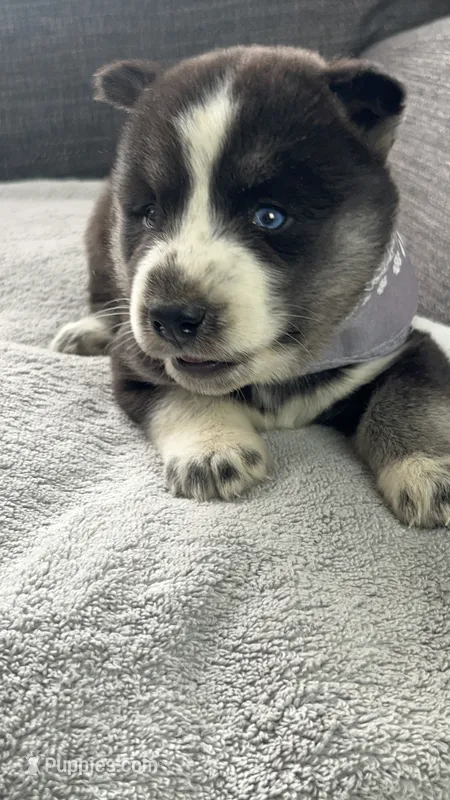 Oreo – Siberian Husky puppy for sale in Mocksville, NC