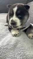 Oreo, a female Siberian Husky for sale in Mocksville, NC – 2 of 5