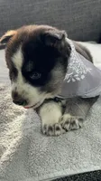 Oreo, a female Siberian Husky for sale in Mocksville, NC – 4 of 5