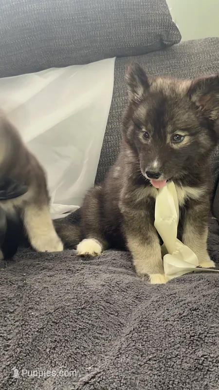 Kiva – Siberian Husky puppy for sale in Mocksville, NC