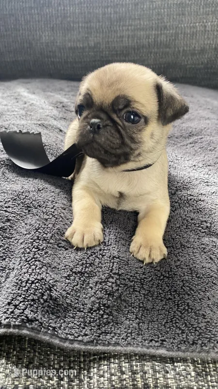 Bruno  – Pug puppy for sale in Mocksville, NC